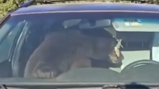 Ljudi cijelu noć slu&scaron;ali nekog kako bjesomučno trubi, ujutro za volanom na&scaron;li medvjeda!