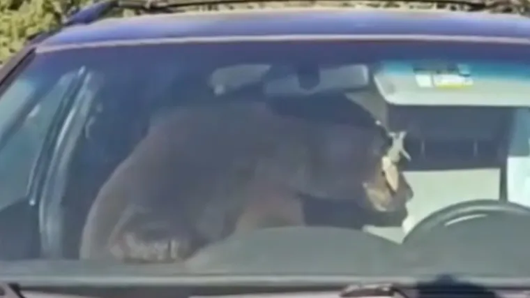Ljudi cijelu noć slu&scaron;ali nekog kako bjesomučno trubi, ujutro za volanom na&scaron;li medvjeda!