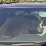 Ljudi cijelu noć slu&scaron;ali nekog kako bjesomučno trubi, ujutro za volanom na&scaron;li medvjeda!