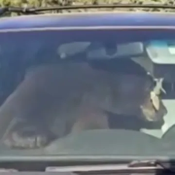 Ljudi cijelu noć slu&scaron;ali nekog kako bjesomučno trubi, ujutro za volanom na&scaron;li medvjeda!