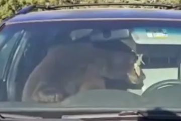 Ljudi cijelu noć slu&scaron;ali nekog kako bjesomučno trubi, ujutro za volanom na&scaron;li medvjeda!
