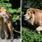 Zagrebački zoolo&scaron;ki dobio novog kralja i kraljicu: Ovo su Uganda i Tayri