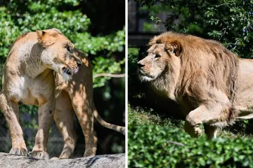 Zagrebački zoolo&scaron;ki dobio novog kralja i kraljicu: Ovo su Uganda i Tayri
