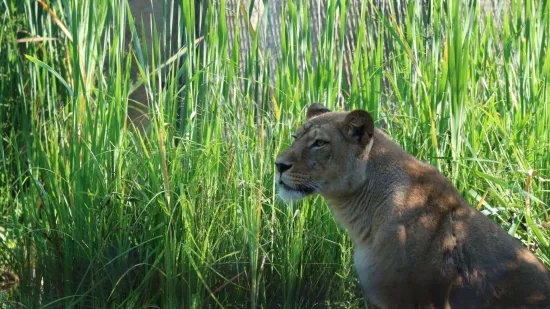 U zagrebački ZOO stigao lavlji par: Uganda i Tajri tek upoznaju novi dom