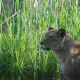 U zagrebački ZOO stigao lavlji par: Uganda i Tajri tek upoznaju novi dom