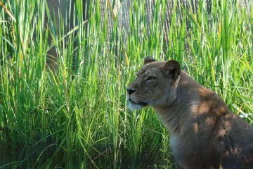 U zagrebački ZOO stigao lavlji par: Uganda i Tajri tek upoznaju novi dom