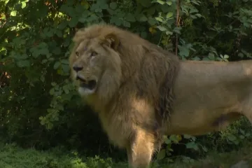 Uganda i Tayri stigli su u Zagreb: Novi lavlji par mogao bi uskoro dobiti prinovu