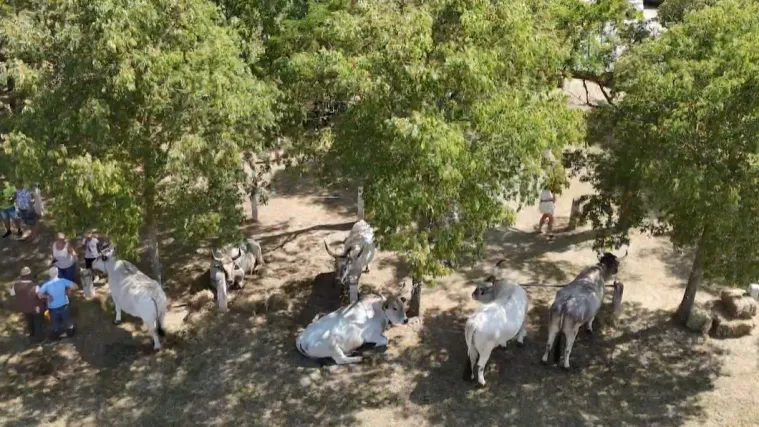 Najteži bo&scaron;karin ponovno u sredi&scaron;tu pozornosti: 'Ovo nije fe&scaron;ta radi fe&scaron;te'
