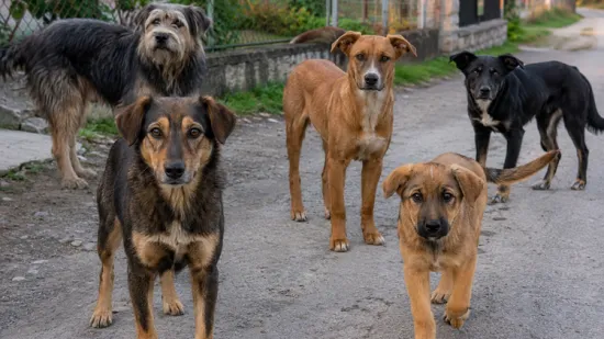 Pet pasa izgrizlo 63-godi&scaron;njaka, zavr&scaron;io u bolnici: Vlasnica dobila kaznu