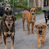 Pet pasa izgrizlo 63-godi&scaron;njaka, zavr&scaron;io u bolnici: Vlasnica dobila kaznu