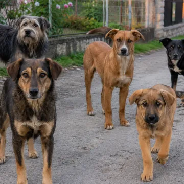 Pet pasa izgrizlo 63-godi&scaron;njaka, zavr&scaron;io u bolnici: Vlasnica dobila kaznu