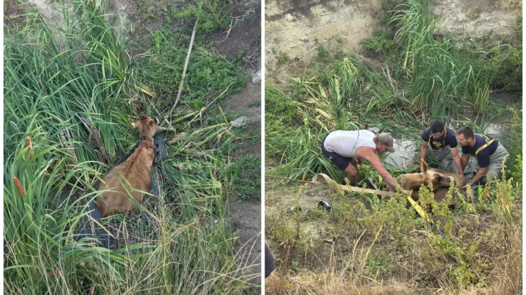 Krava upala u rupu s vodom pa zaglavila: Spasili je vatrogasci