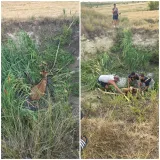 Krava upala u rupu s vodom pa zaglavila: Spasili je vatrogasci