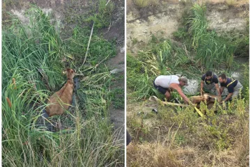 Krava upala u rupu s vodom pa zaglavila: Spasili je vatrogasci