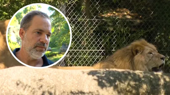 Ravnatelj zoolo&scaron;kog nakon &scaron;to je mladi lav ubio lavicu: 'Nemoguće je spriječiti takvu situaciju'