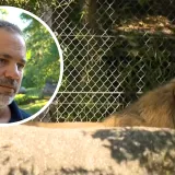 Ravnatelj zoolo&scaron;kog nakon &scaron;to je mladi lav ubio lavicu: 'Nemoguće je spriječiti takvu situaciju'