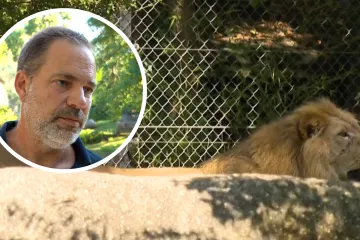 Ravnatelj zoolo&scaron;kog nakon &scaron;to je mladi lav ubio lavicu: 'Nemoguće je spriječiti takvu situaciju'