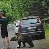 Nevjerojatna snimka bliskog susreta: Ovo je reakcija mu&scaron;karca nakon &scaron;to mu je pri&scaron;ao medvjed