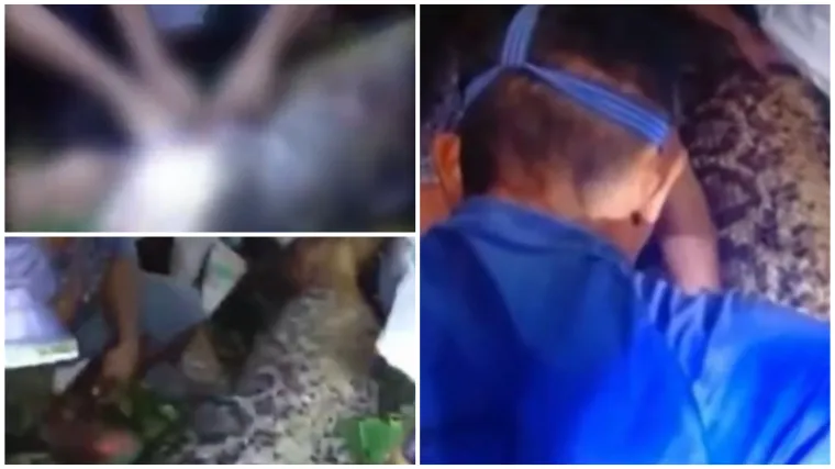 Mje&scaron;tani rasporili pitona neobičnog oblika i prona&scaron;li nestalog farmera (40)