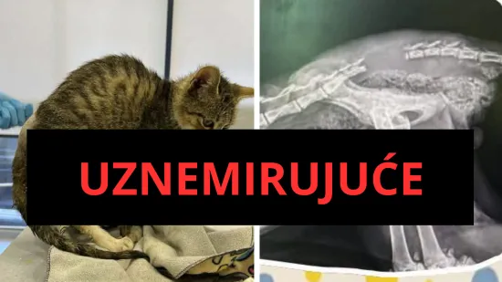 Hrabre nju&scaron;ke podijelile detalje užasa: Mačiću su na &scaron;kolskom igrali&scaron;tu i&scaron;čupali rep i cipelarili ga