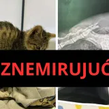 Hrabre nju&scaron;ke podijelile detalje užasa: Mačiću su na &scaron;kolskom igrali&scaron;tu i&scaron;čupali rep i cipelarili ga