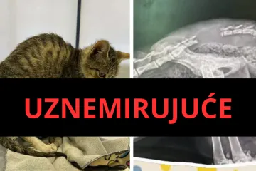 Hrabre nju&scaron;ke podijelile detalje užasa: Mačiću su na &scaron;kolskom igrali&scaron;tu i&scaron;čupali rep i cipelarili ga