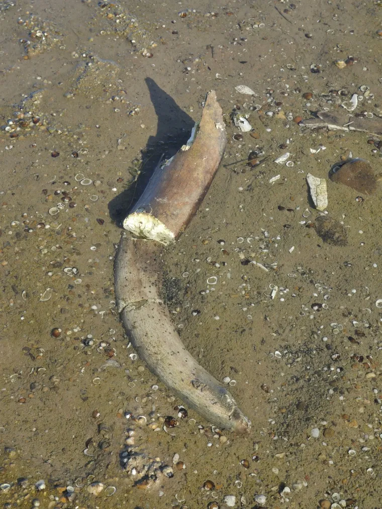 Nevjerojatno otkriće na Dunavu, stručnjaci se iznenadili: 'Mislimo da je ovo rebro'