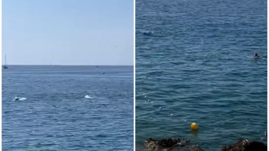 Iskakale iz mora! Tune iznenadile kupače na Verudeli: Ali, brinu komentari ispod snimke