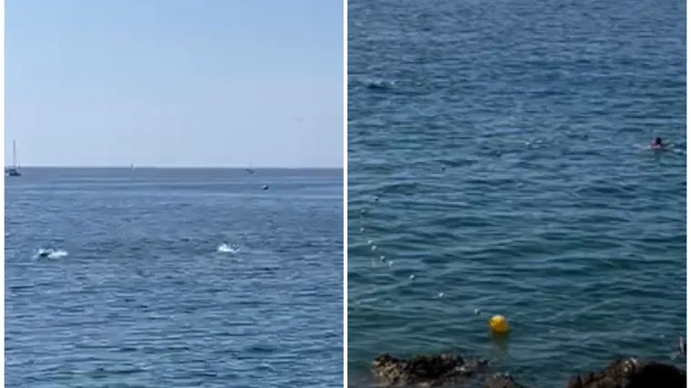 Iskakale iz mora! Tune iznenadile kupače na Verudeli: Ali, brinu komentari ispod snimke