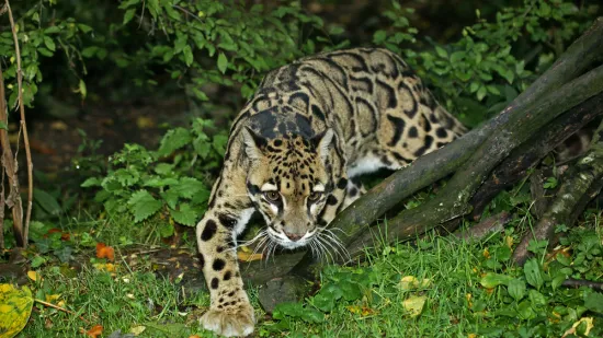 [KVIZ] Koliko činjenica zna&scaron; o oblačastom leopardu?