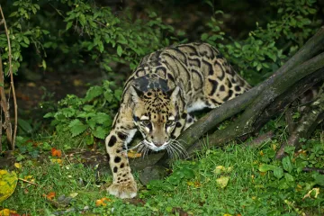 [KVIZ] Koliko činjenica zna&scaron; o oblačastom leopardu?
