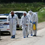 Alarm zbog virusa: U četiri općine kreće uklanjanje oko 600 svinja!
