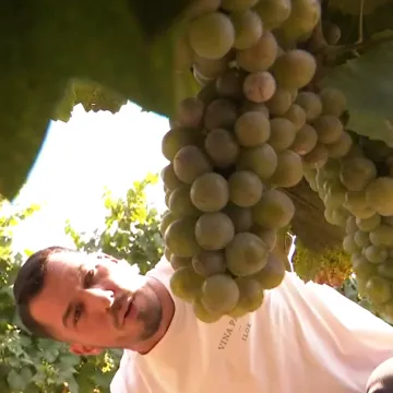 Hrvatski vinogradari u strahu: 'Ako uskoro ne padne ki&scaron;a, ne pi&scaron;e nam se dobro'