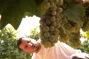 Hrvatski vinogradari u strahu: 'Ako uskoro ne padne ki&scaron;a, ne pi&scaron;e nam se dobro'