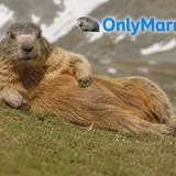 Svisci dobili profil na OnlyFansu! Svakako navratite i ne sramite se otvoriti novčanike