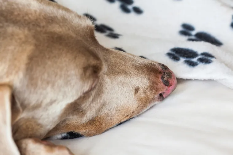 Veterinarska tehničarka upozorava: Ovo su znakovi da je va&scaron; pas zadobio opekline od sunca