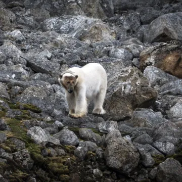 Arktik u opasnosti: Otapanje leda prijeti polarnim medvjedima, snimljeni na kamenom tlu