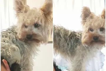 Iz ograđenog dvori&scaron;ta nestala Bubba: Vlasnica sumnja na krađu i nudi nagradu