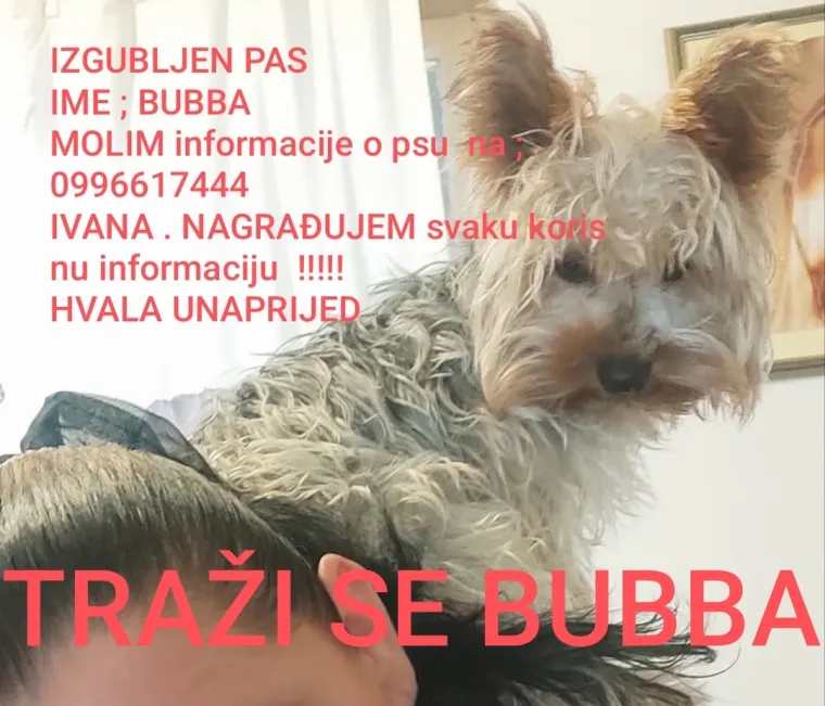 Iz ograđenog dvori&scaron;ta nestala Bubba: Vlasnica sumnja na krađu i nudi nagradu