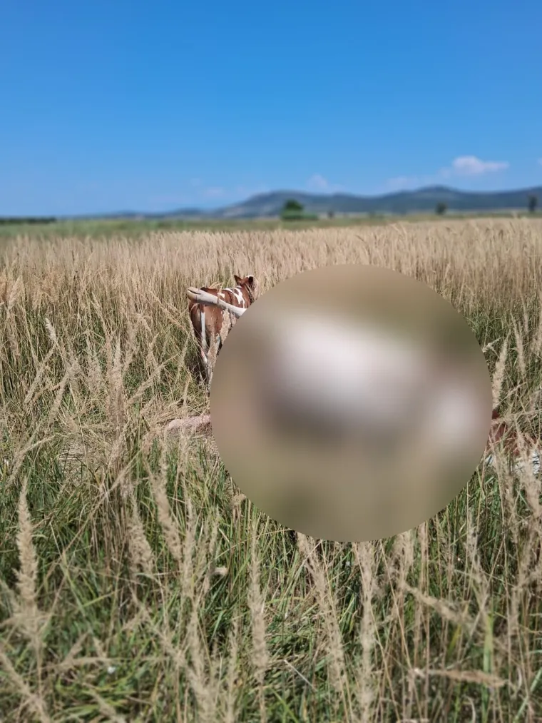 Uginula krava osam dana leži kraj polja, tele kruži oko nje: 'Te&scaron;ka sramota cijele Hrvatske'