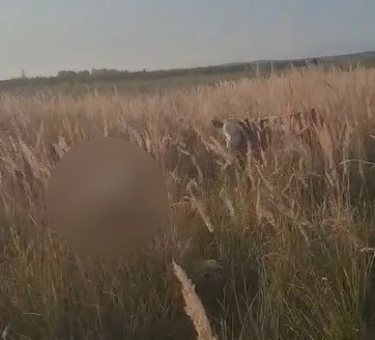 Uginula krava osam dana leži kraj polja, tele kruži oko nje: 'Te&scaron;ka sramota cijele Hrvatske'