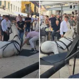 Konji pali usred Sinja, snimka izazvala reakcije: Pogledajte kako su im pomagali