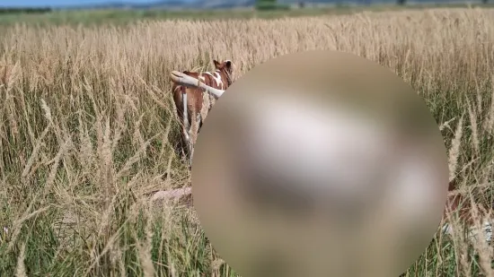 Zahvaljujući pozivu na&scaron;e redakcije, tele koje je osam dana kružilo oko uginule majke, je spa&scaron;eno