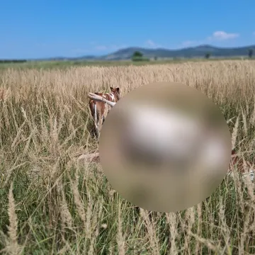 Zahvaljujući pozivu na&scaron;e redakcije, tele koje je osam dana kružilo oko uginule majke, je spa&scaron;eno