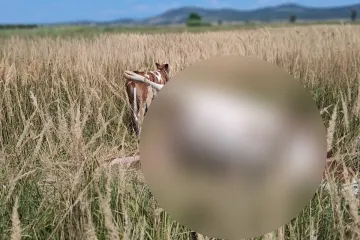 Zahvaljujući pozivu na&scaron;e redakcije, tele koje je osam dana kružilo oko uginule majke, je spa&scaron;eno
