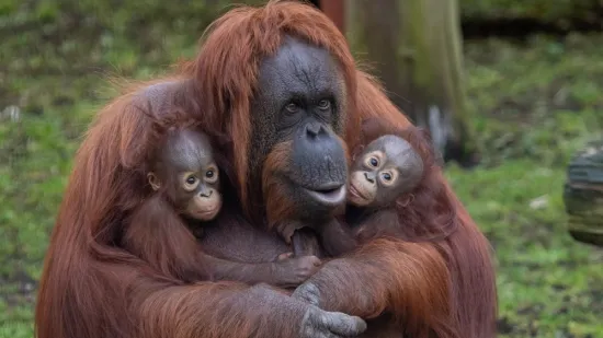 [KVIZ] Većina će pogrije&scaron;iti na ovim pitanjima o orangutanima, može&scaron; li ti imati sve točno?