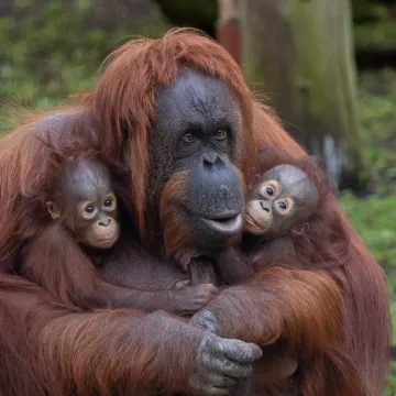 [KVIZ] Većina će pogrije&scaron;iti na ovim pitanjima o orangutanima, može&scaron; li ti imati sve točno?