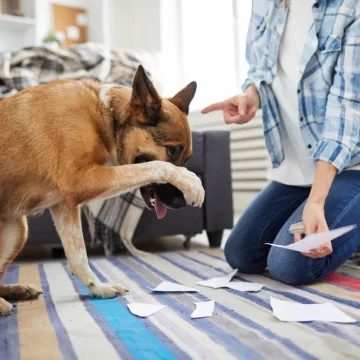 Veterinarka upozorava: 'Ovi psi ne podnose glasne vlasnike'
