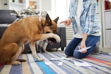 Veterinarka upozorava: 'Ovi psi ne podnose glasne vlasnike'