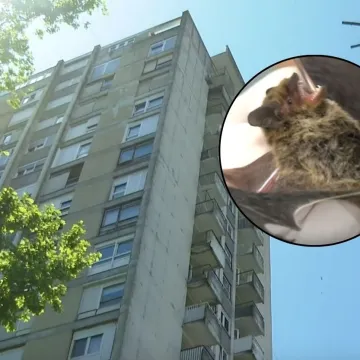 Sve vi&scaron;e &scaron;i&scaron;mi&scaron;a ulazi u zagrebačke stanove: Evo za&scaron;to se to događa i trebate li se bojati